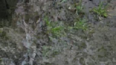 Su Ripples oluşturma su birikintisi içine yağmur damla düşmek