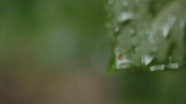 yağmur suyu ile yeşil arka damla ile yaprak