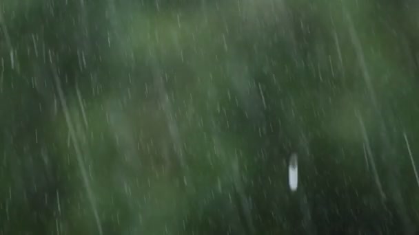 Déšť padá přes zelené listy rozostřeného pozadí