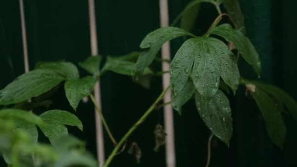 Krople wody opadające na liściach — Wideo stockowe