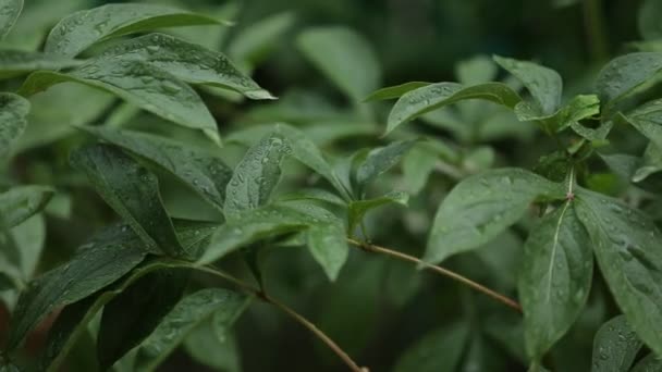 Gotas de agua cayendo sobre las hojas — Vídeo de stock