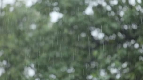 Chuva caindo sobre folhas verdes desfocado fundo — Vídeo de Stock