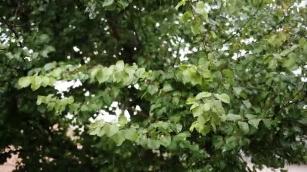 Wassertropfen fallen auf Blätter — Stockvideo