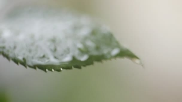 Blatt mit Tropfen Regenwasser mit grünem Hintergrund — Stockvideo