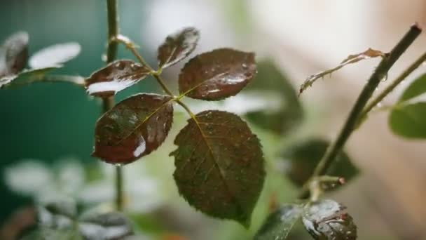 Hoja con gota de agua de lluvia con fondo verde — Vídeo de stock