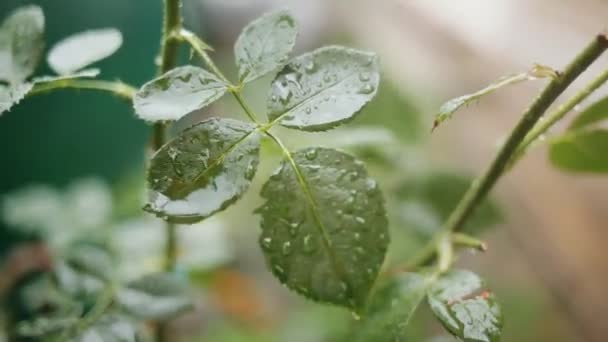 Listy se kapka dešťové vody se zeleným pozadím — Stock video