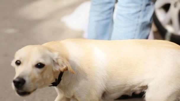 Tay köpek ayakta çimento katta köpek yüzünü kapatmak — Stok video