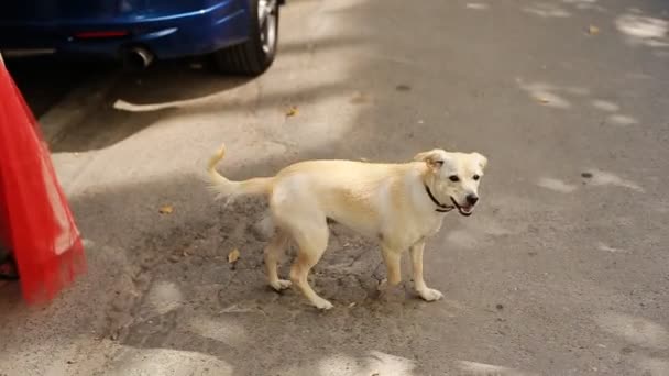 Jarda cão branco andando na rua e descansando . — Vídeo de Stock