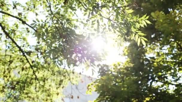 Coroas de árvores com sol da tarde brilhante e raios . — Vídeo de Stock