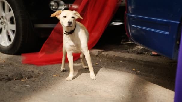 Белая тайская собака бегает по улице на фоне автомобиля, изображение сбоку — стоковое видео