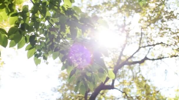 Vista do sol através das folhas das árvores em cima em uma manhã gloriosa no parque — Vídeo de Stock