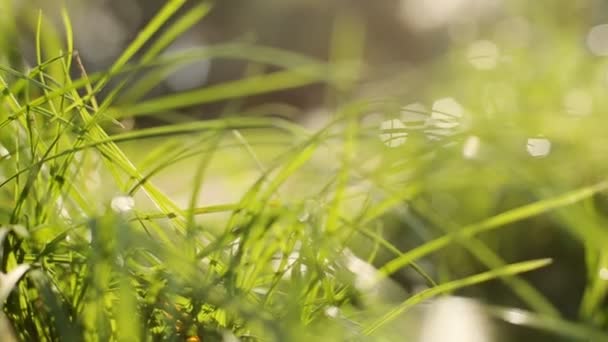 Gros plan herbe floue avec le soleil lightsbokeh. Nature estivale abstraite hors foyer - en arrière-plan focus. Coucher de soleil contre la canne verte se déplaçant sur le vent avec des éclairs et des rayons jaunes . — Video