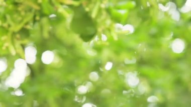 Ufuk, güneşli orman arka plan doğal arka plan. Ontario, Kanada yaz.