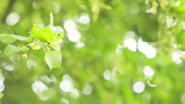 Ufuk, güneşli orman arka plan doğal arka plan. Ontario, Kanada yaz.