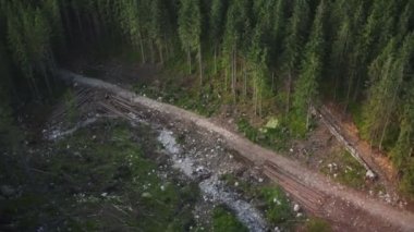 Elektrikli testere ile Ağaç kesme