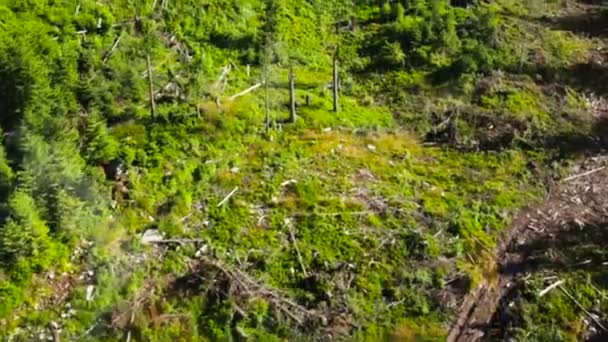 Couper un arbre avec une tronçonneuse 