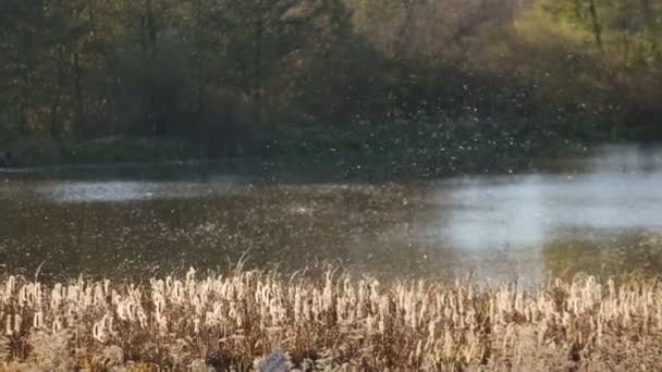 Canes in wind ongelooflijke herfst landschap van Lake shot in slow motion close up oude stenen kruis in gras bij zonsondergang — Stockvideo