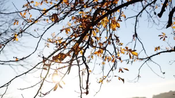 Nahaufnahme an schönen Herbstblättern, die auf einem bewaldeten Parkplatz im Wind wehen. Saisonaufnahmen in Zeitlupe aus nächster Nähe