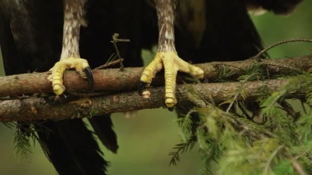 Close-up macroimagem de pássaros pés afiados que está sentado no ramo de pinheiros em madeira . — Vídeo de Stock