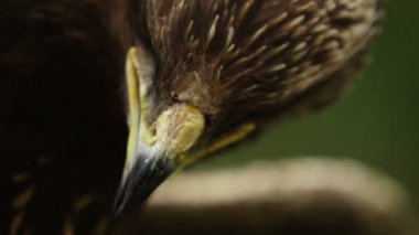 Bir avcı epik yakın çekim makro portresi gözleri yanıp sönen kuş ve Gaga açtı.