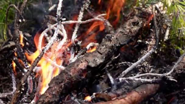 Vuur Branden Het Forest — Stockvideo