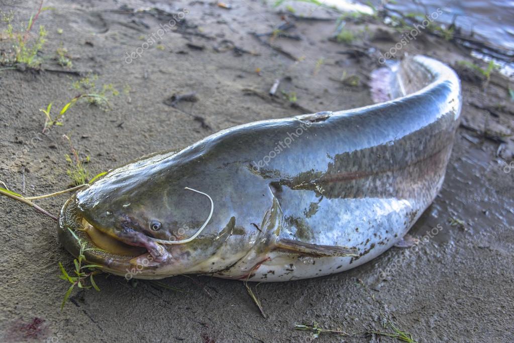 Sheatfish Stock Photo by ©Igor16 83926996 Sheatfish Stock Photo by ©Igor16 83926996
