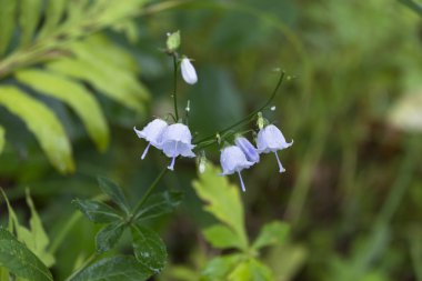 Kır çiçekleri çan