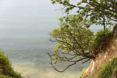 bir uçurumun üzerinde bir ağaç .