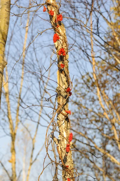 Schisandra på Björk . — Stockfoto