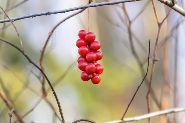 Fırça meyve Schizandra .