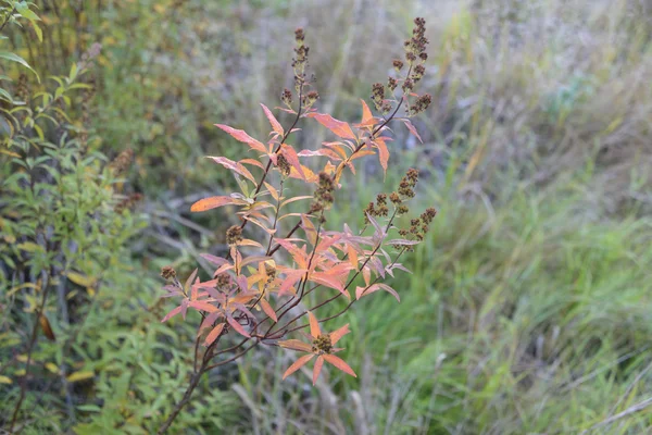Ağaçlarda kırmızı yaprakları