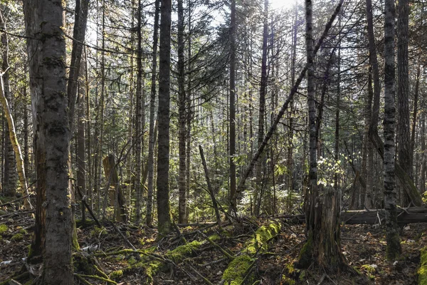 Ağaçlar uzak doğu tayga.