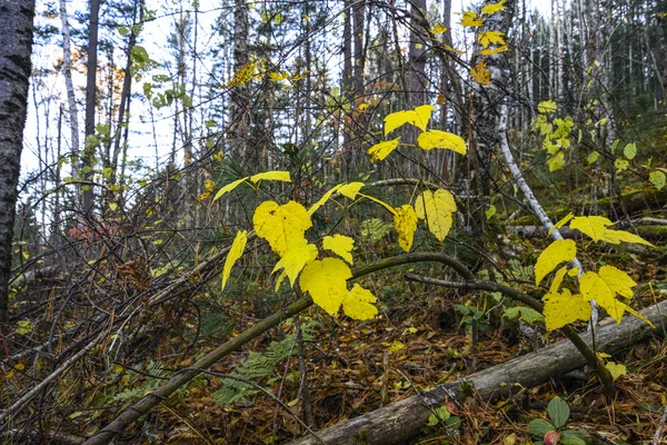 Sonbaharın renkleri.