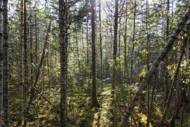 Ağaçlar uzak doğu tayga.