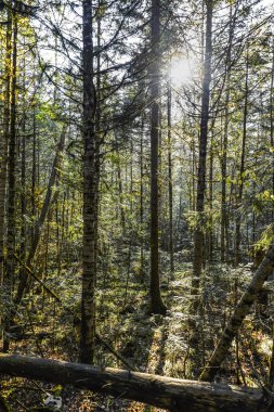 Ağaçlar uzak doğu tayga.