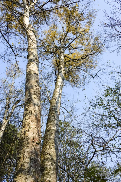 Ağaçlar uzak doğu tayga.