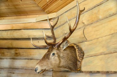 duvardaki geyik kafası.