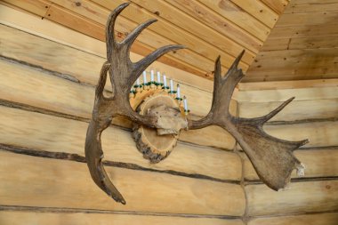 duvardaki geyik kafası.