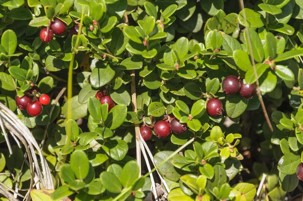 Bush kızılcık. Lezzetli ve faydalı berry