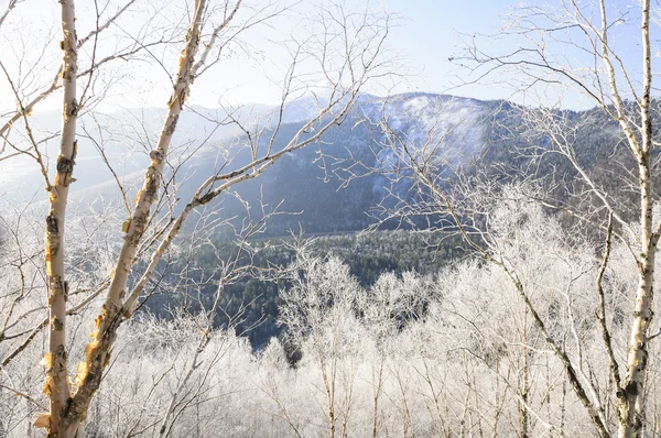 Ormanda dondurucu bir sabah.