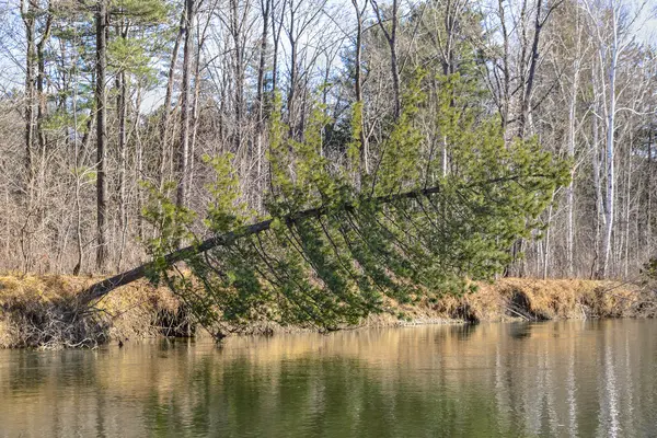 Düşmüş çam, bol su ile durulama.