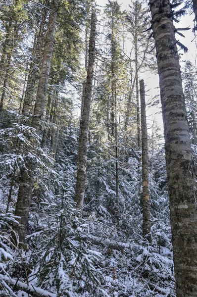 Ormanda dondurucu bir sabah.