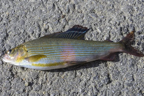 Gölge balığı. Yırtıcı balık Kuzey dağ nehirler.