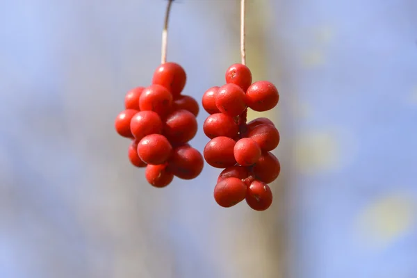 Fırça meyve Schizandra .