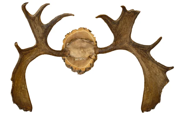 duvardaki geyik kafası.