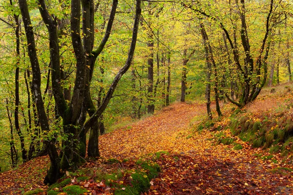 Sonbaharda düşen yapraklarla kaplı bir orman yolu. Fotoğraf Ardennes, Belçika 'da çekildi..