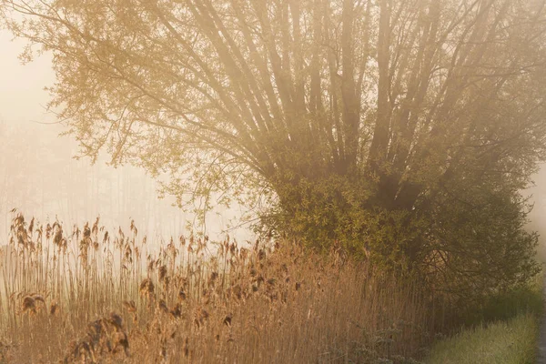 Güneş doğarken sisli bir tarlada söğüt ağacı. Fotoğraf Dendermonde, Belçika 'da çekildi..