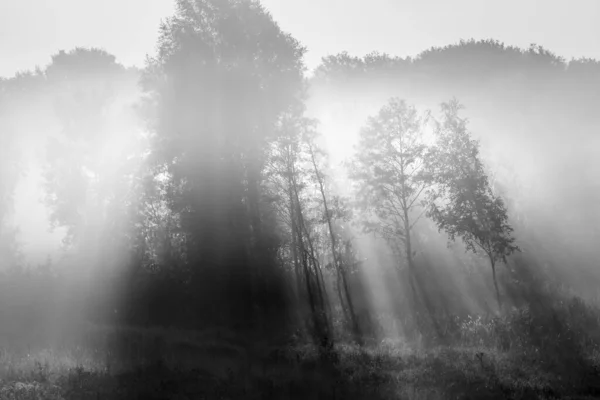 Güneş ışığı, sisli bir sabahta ağaçlara vurur.