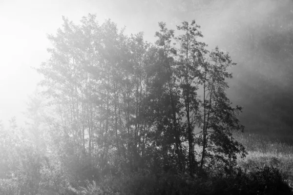 Güneş ışığı, sisli bir sabahta ağaçlara vurur.