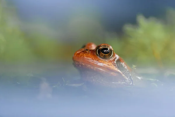 Kahverengi kurbağa gölde oturuyor.